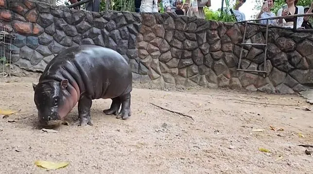 หมูเด้ง